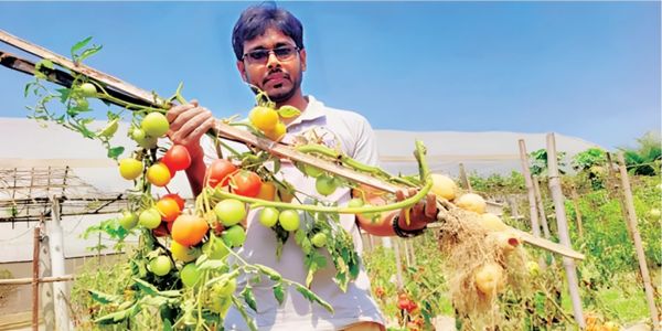একই গাছে আলু-টমেটো! বগুড়ার ‘টমালু’ চাষে সাড়া